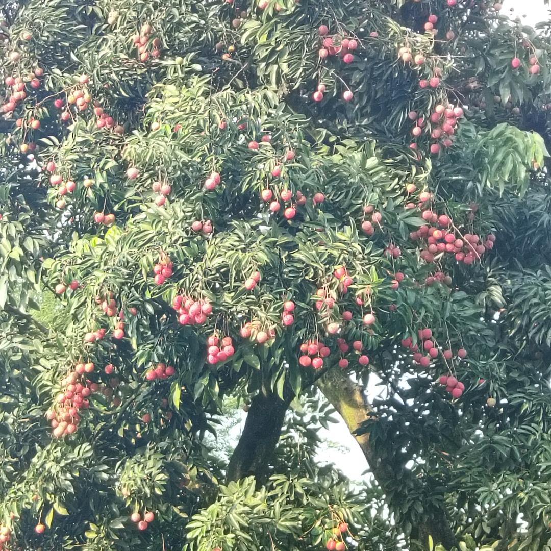 泸州荔枝6月20号成熟
