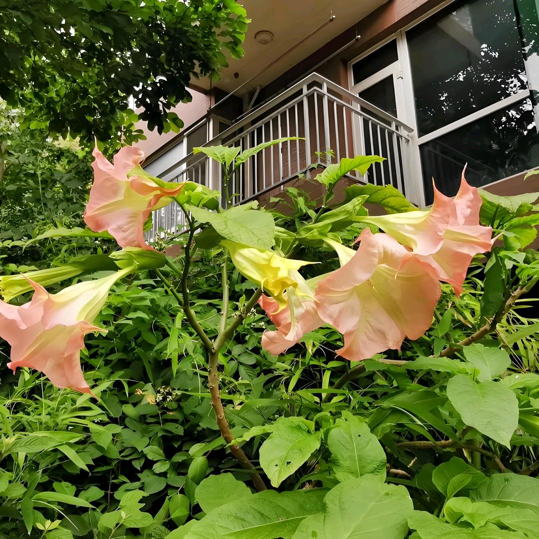 曼陀罗