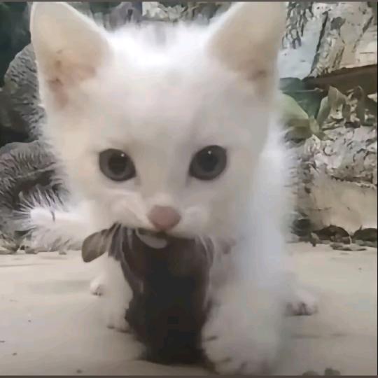 豆豆汁