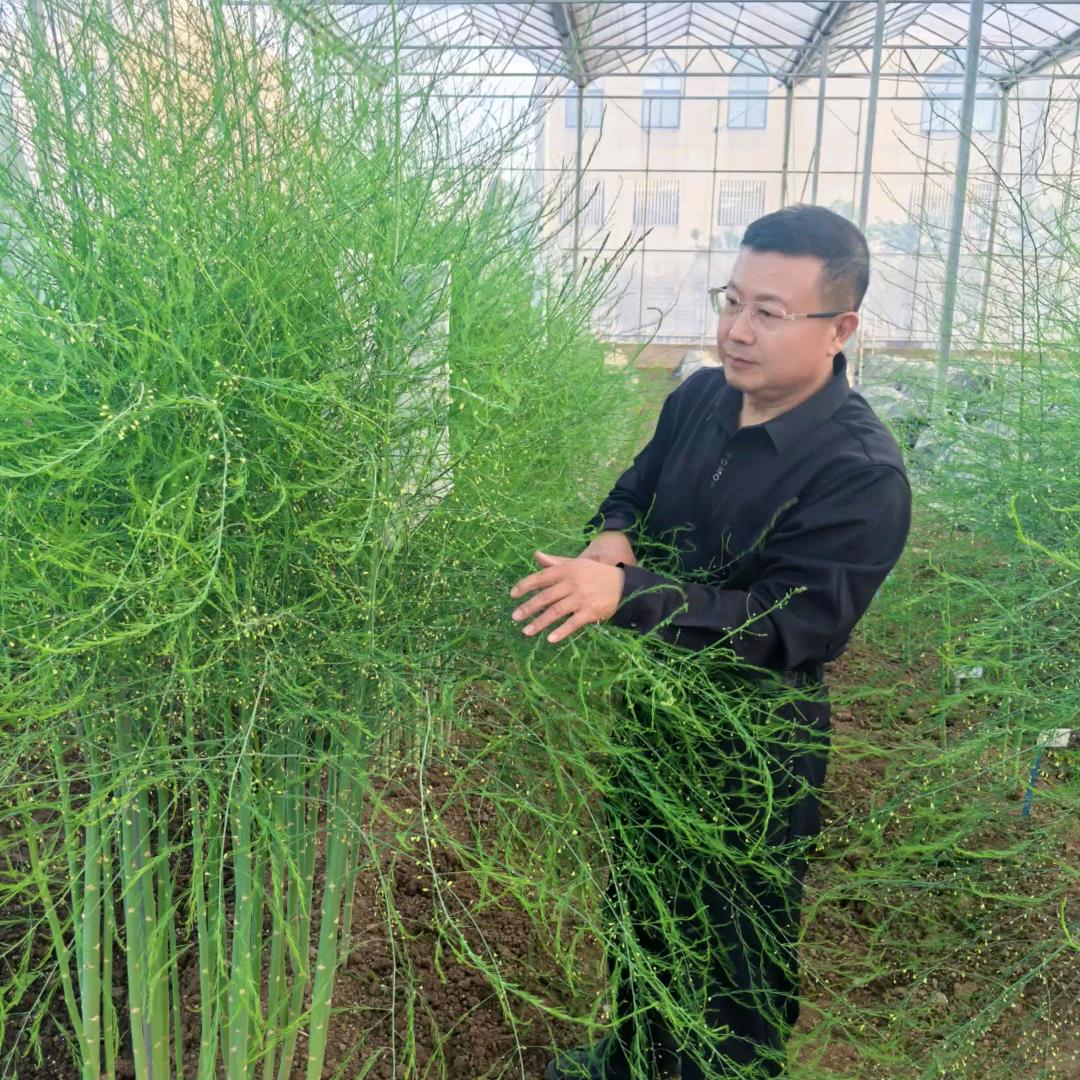 中国芦笋育种专家李书华