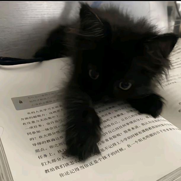 兔紫🐰