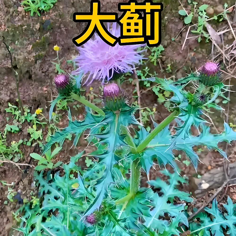 红姐2