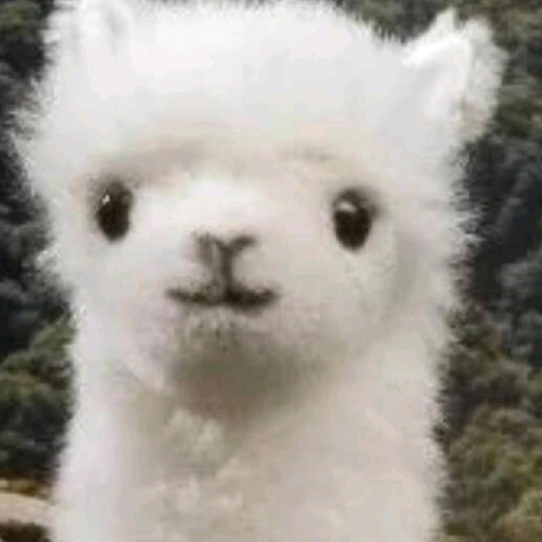 金小炫(★ StatTrak）