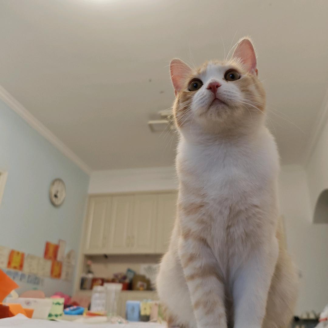 一只睁不开眼睛的猫