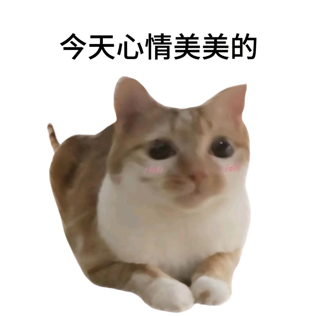 猫猫蜜椰