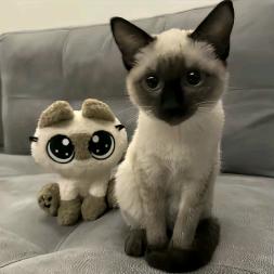 青椒肉丝盖浇饭