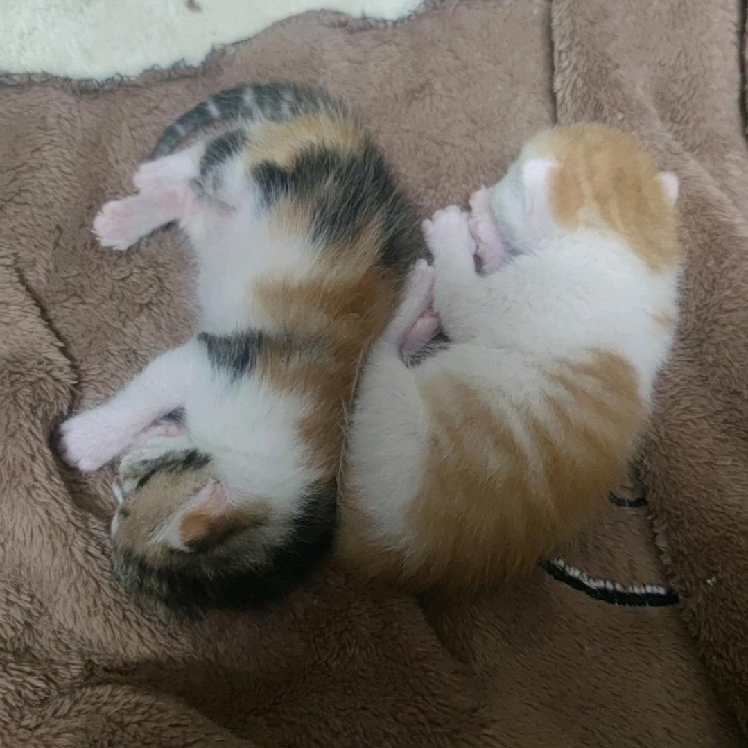 琪幺妹(猫后)