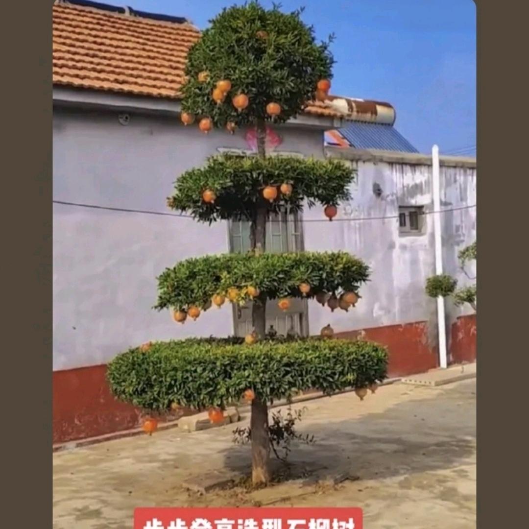 郑州三榴九农业科技有限公司企业店