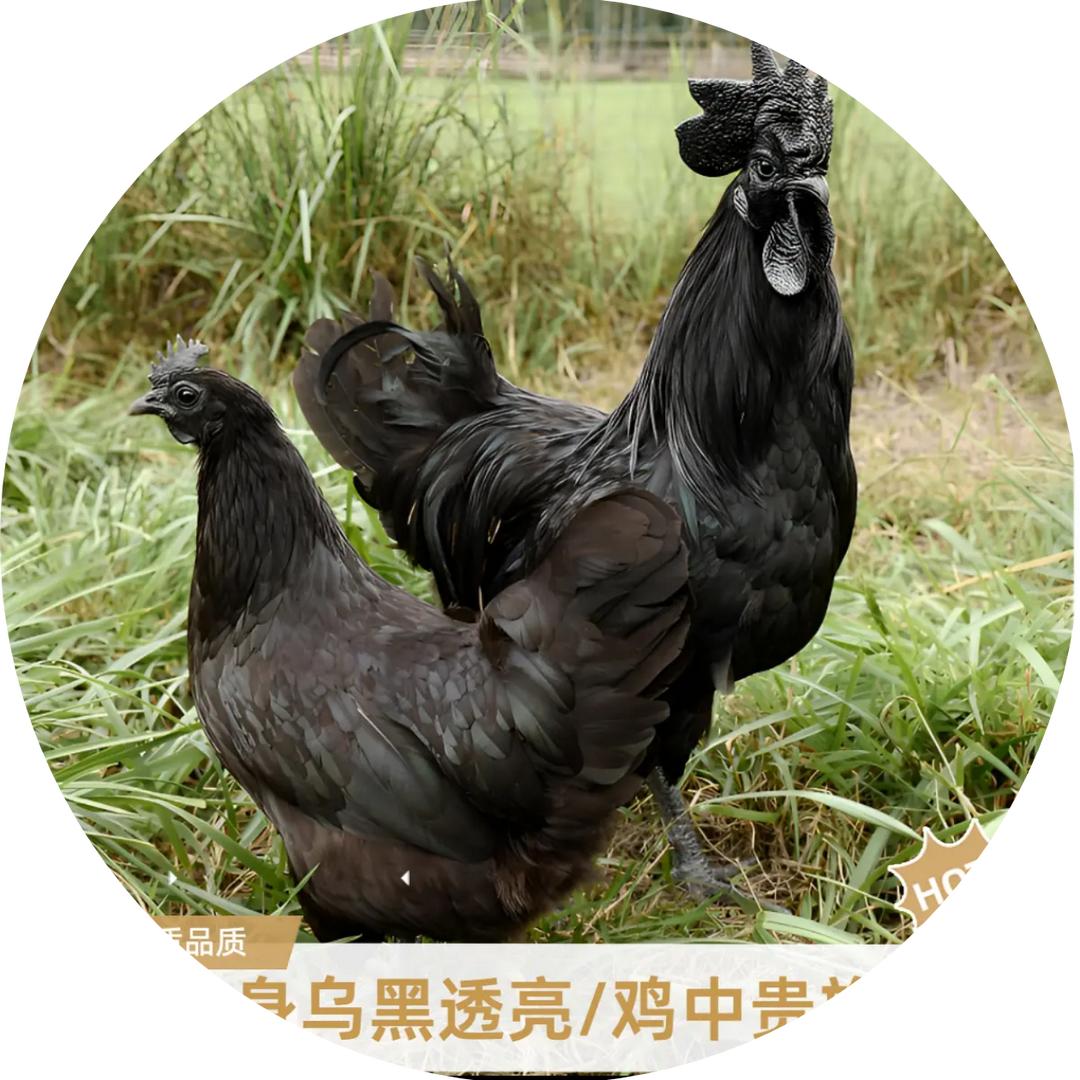生态养鸡农场