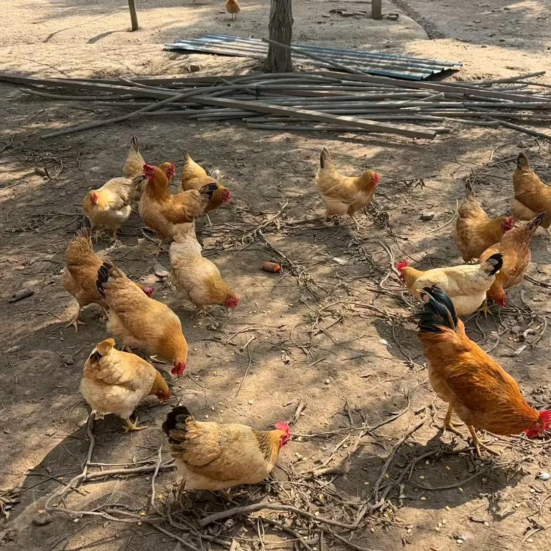 农村散养土鸡