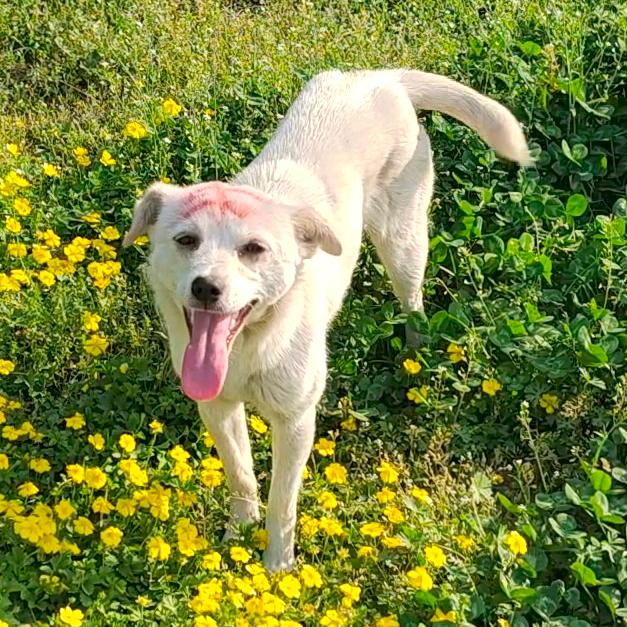 女王（见过华晨宇12次版）