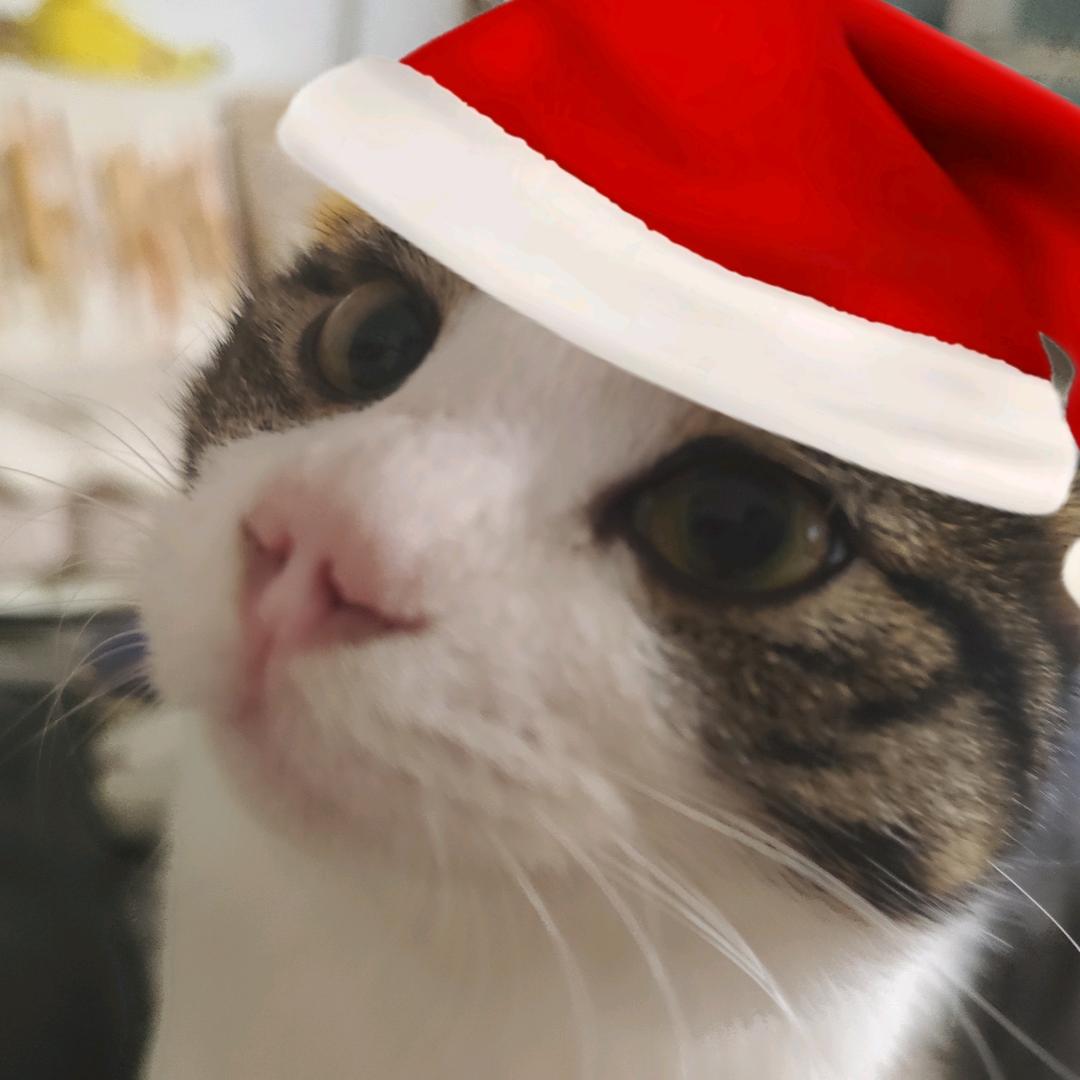 弹簧[圣诞限定]