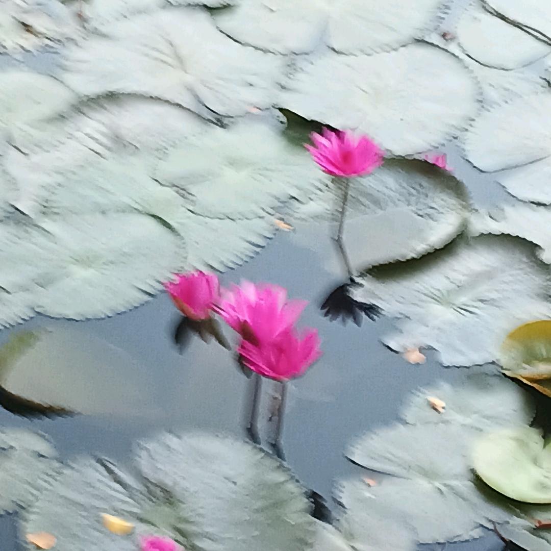 半生如梦，愿梦成真