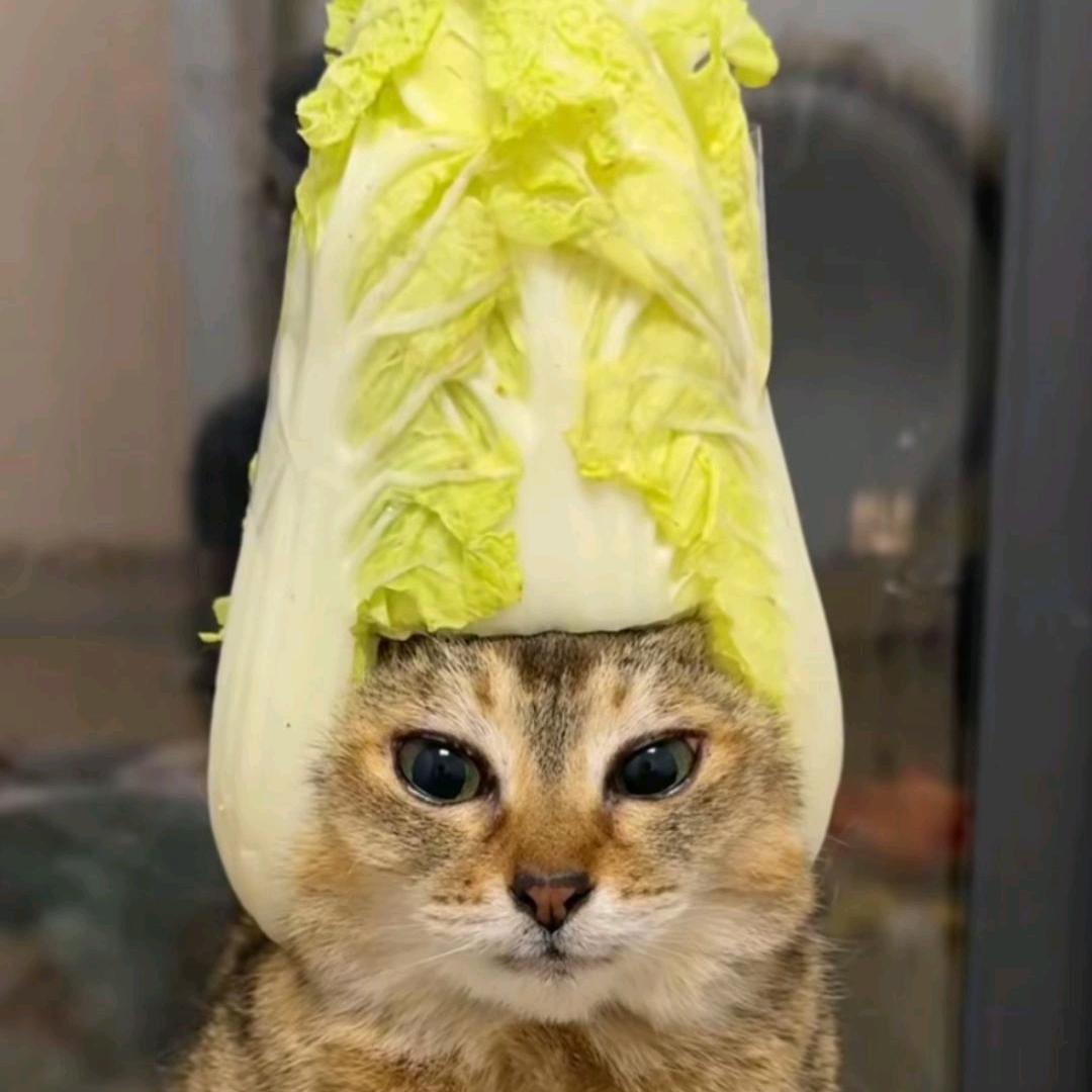 ༒鸮༒