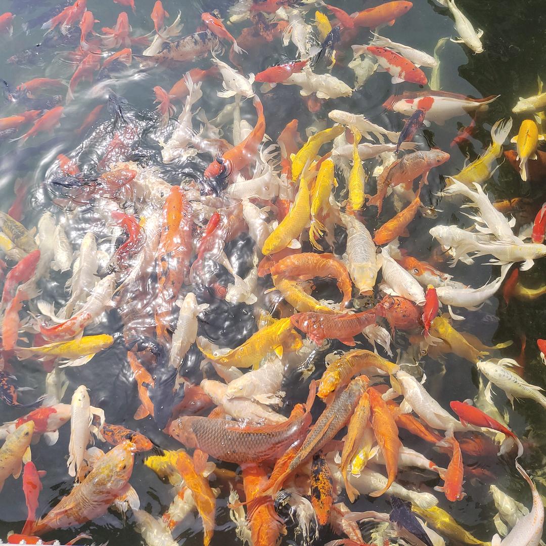 西米露