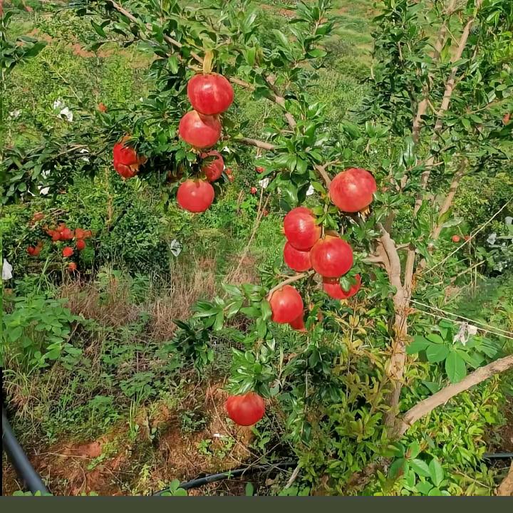 优优好物