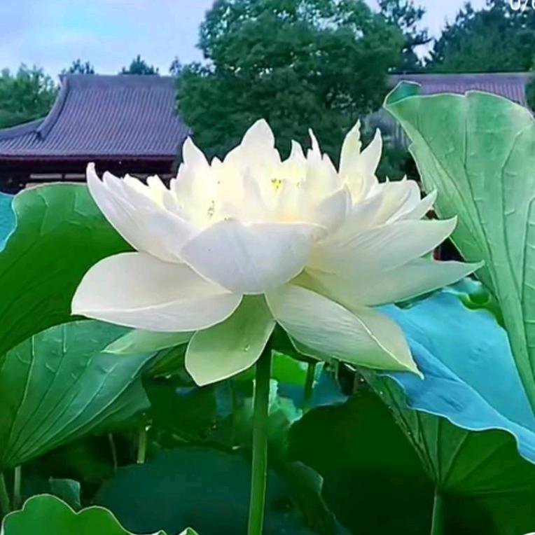 吉祥