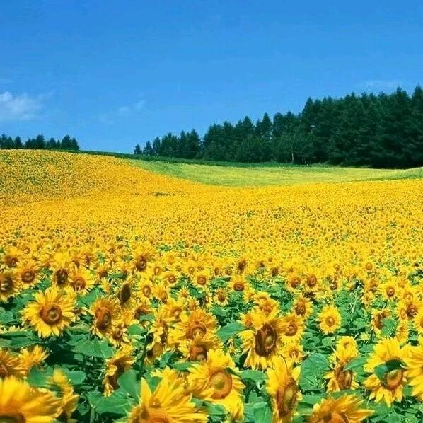 山川大地👌