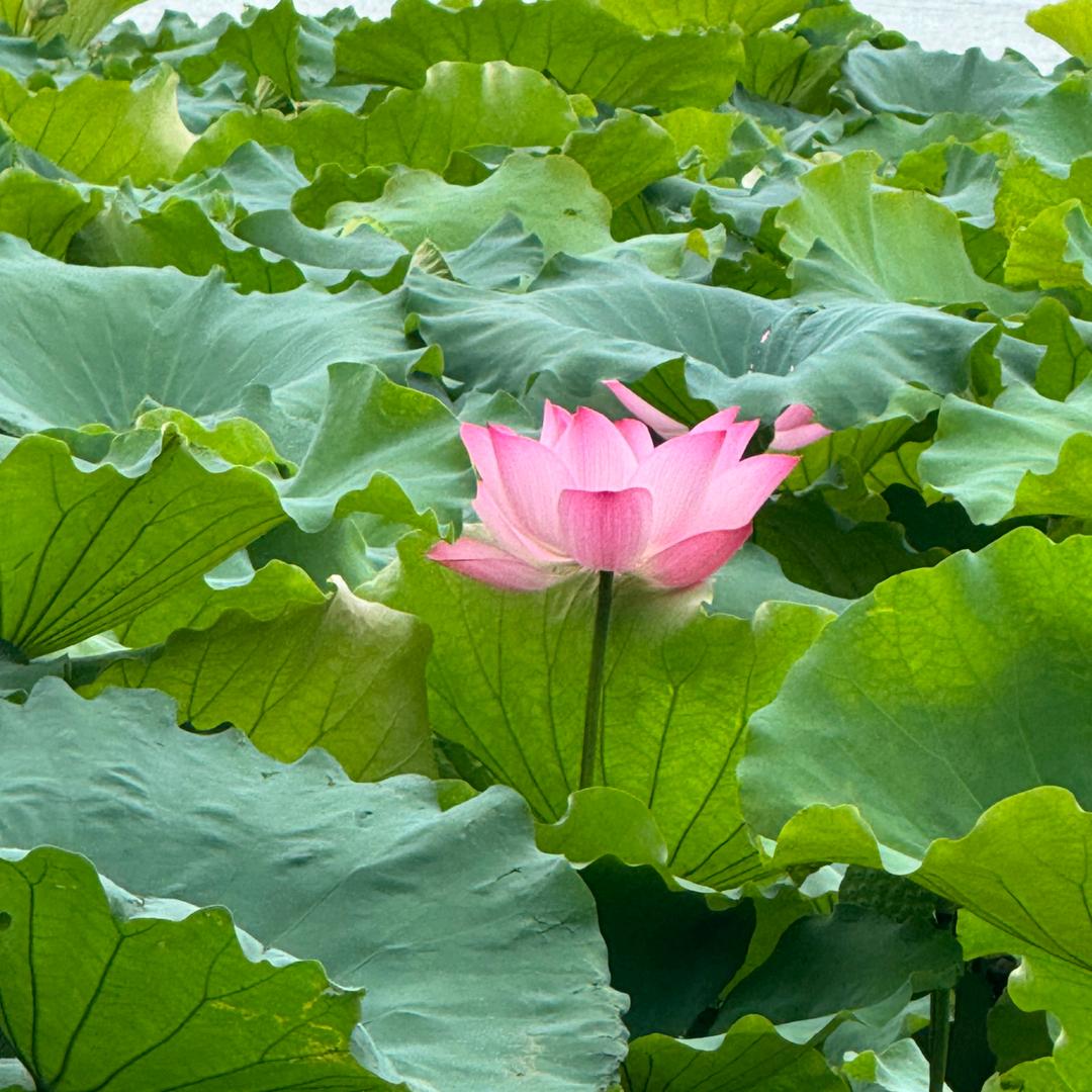 治愈