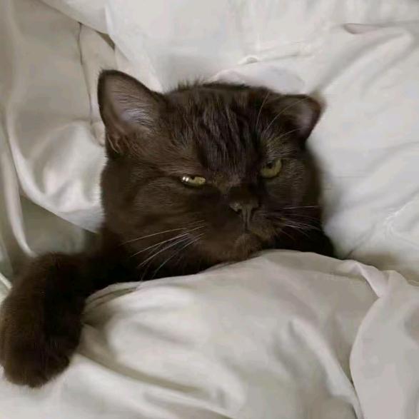 L .