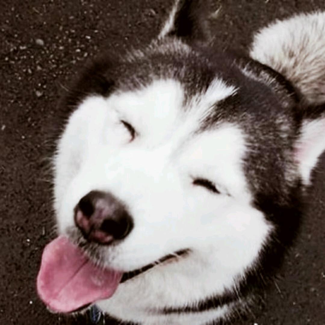 哈士王奇