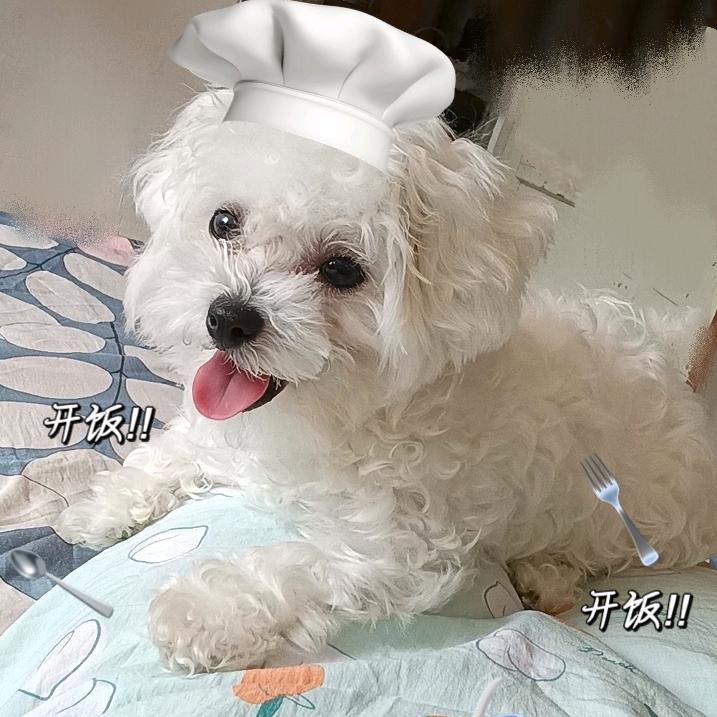 百万是只小比熊