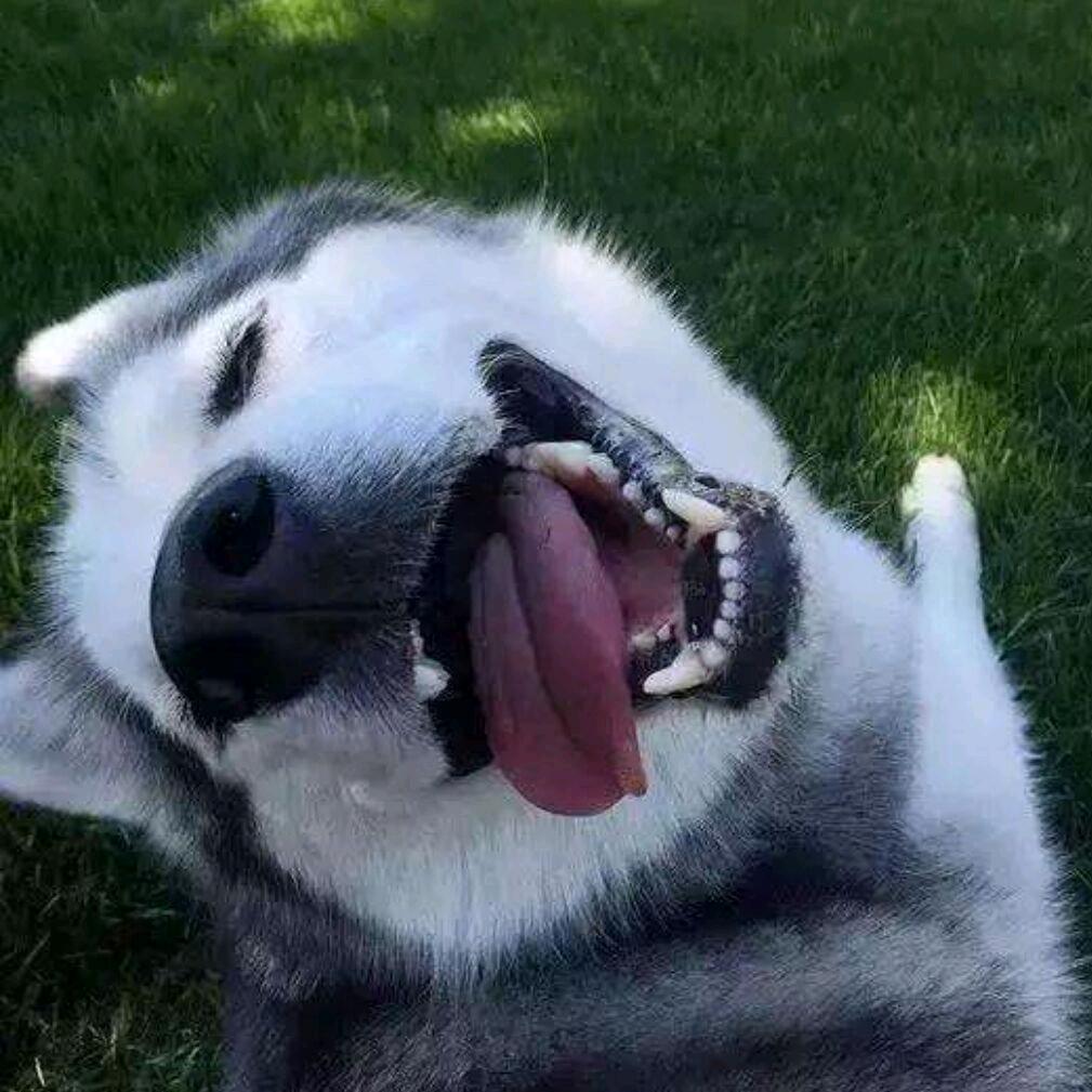 麻辣毛蛋