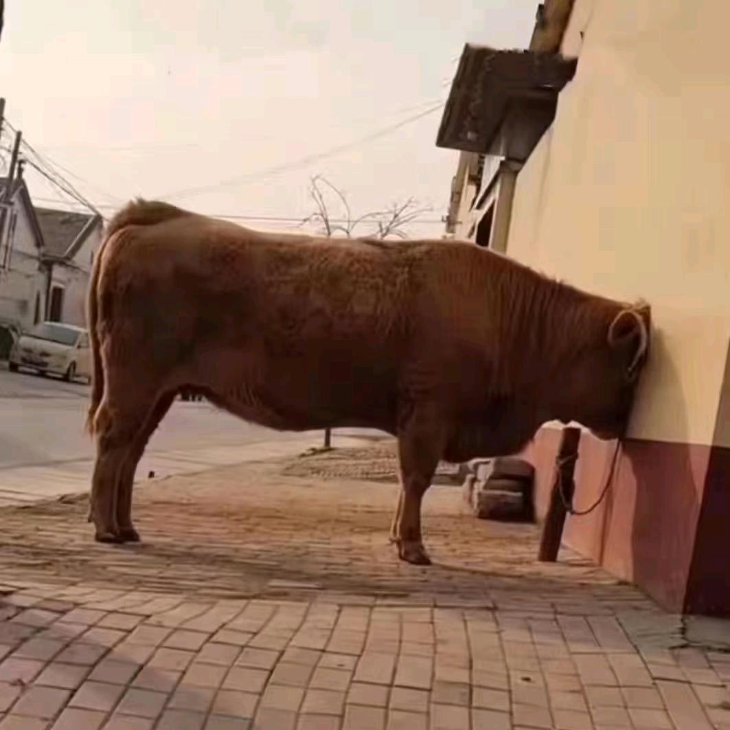 不爱开车的远哥