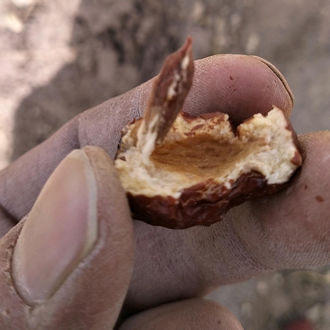 皮山农场灰枣，小徐