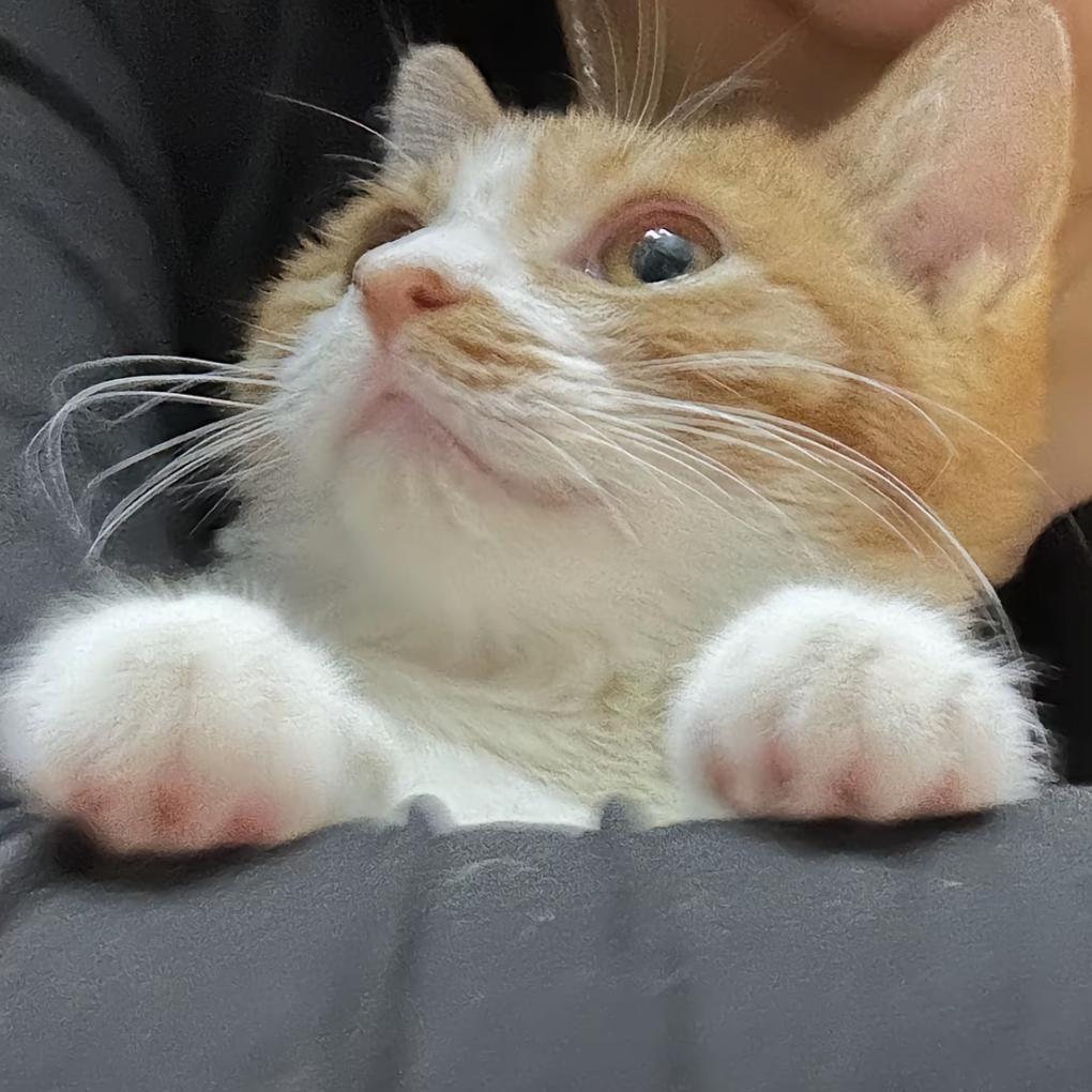 席不卷
