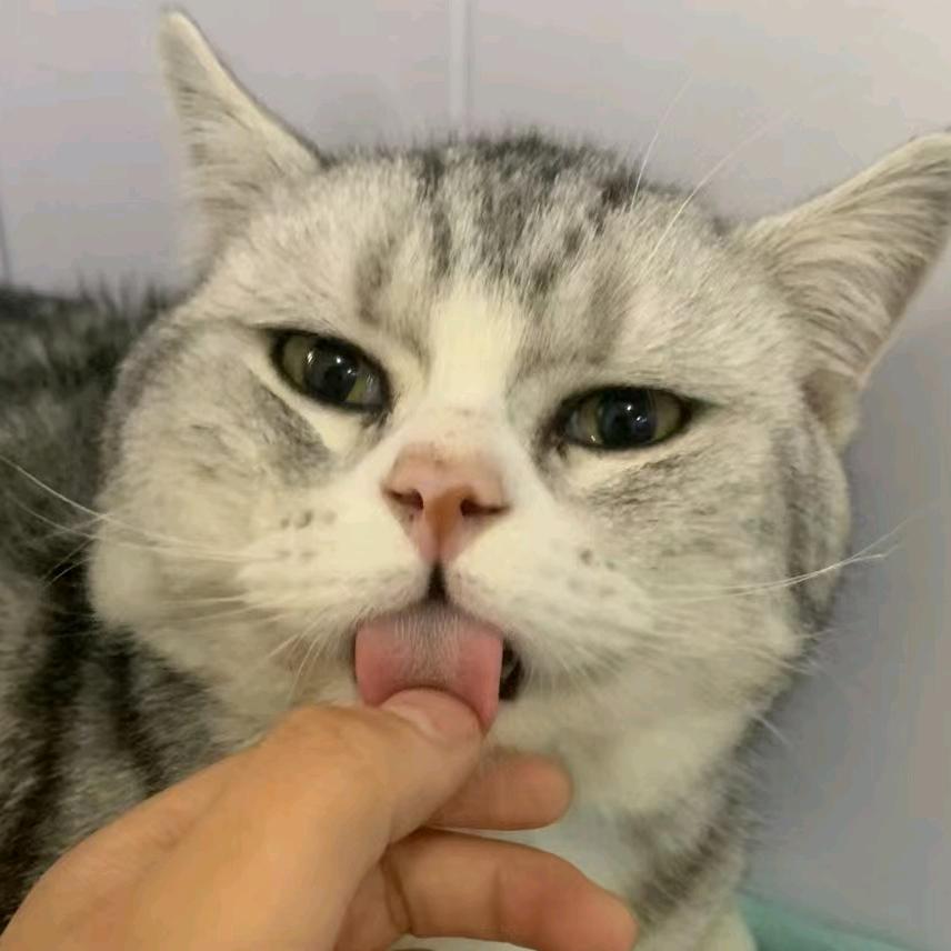 daizi