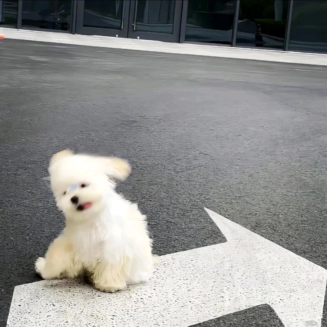 ฅᐢ..ᐢ₎ ♡ 🍪