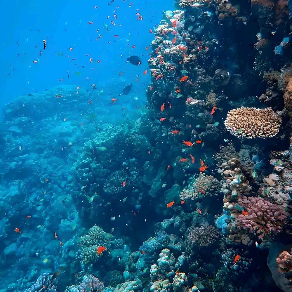 海底直播抓鱼