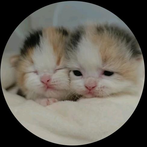 成都山猫纹布偶猫