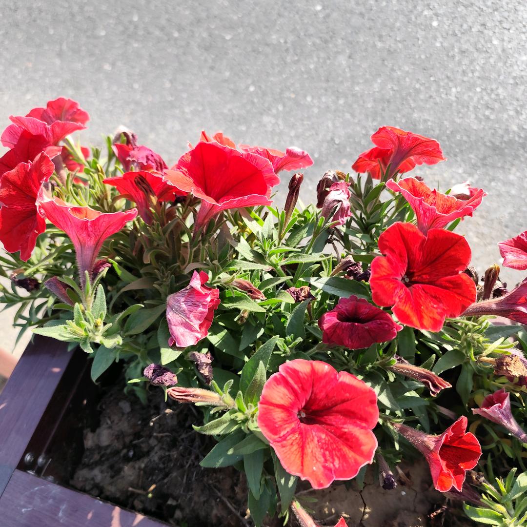 霞光倾城(张金霞）