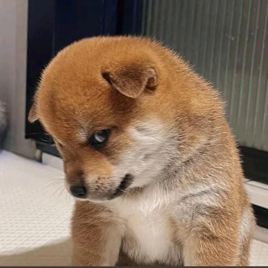 院子里的狗🐕