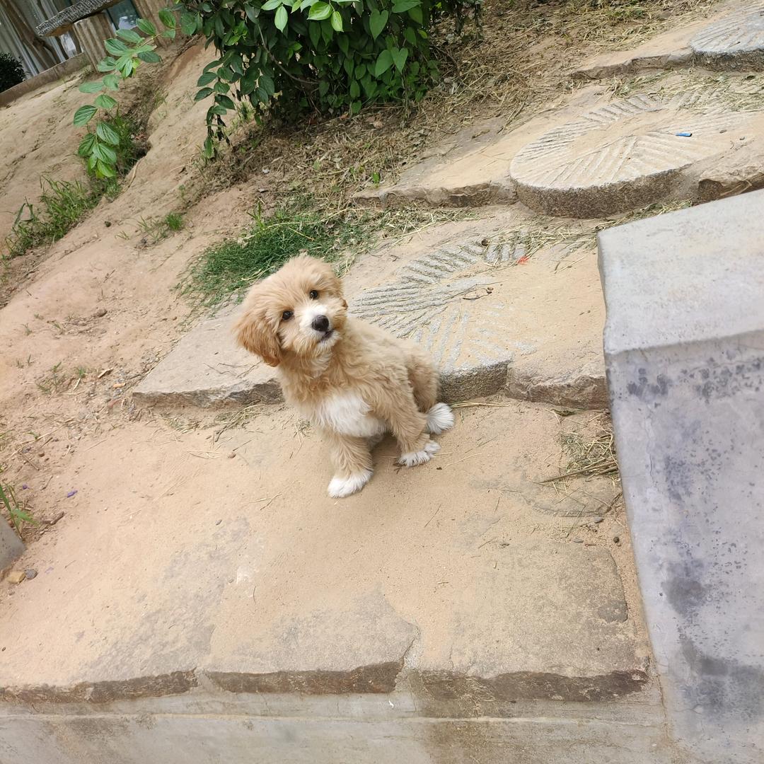 毛毛