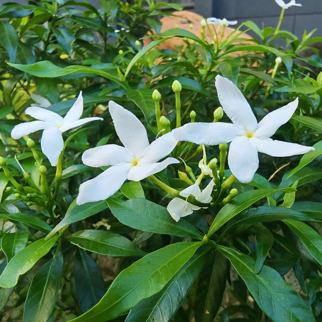 法云🍀🌸