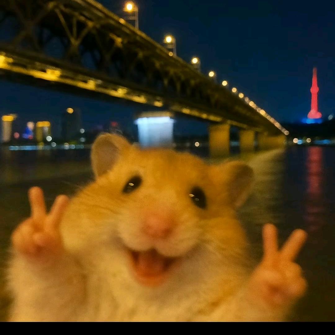 竹寒月