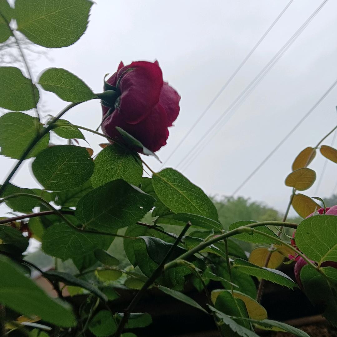 王老好
