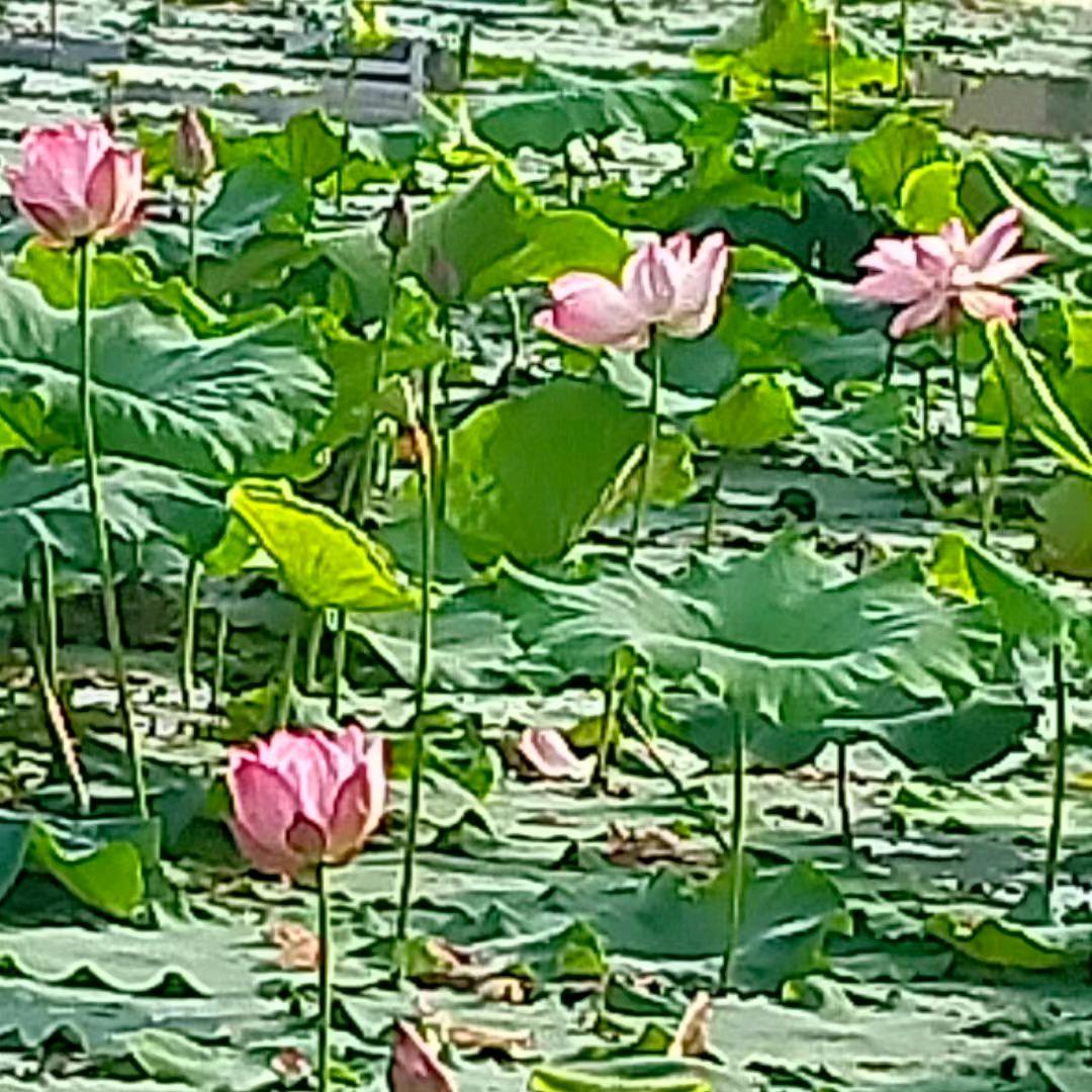 湘帅