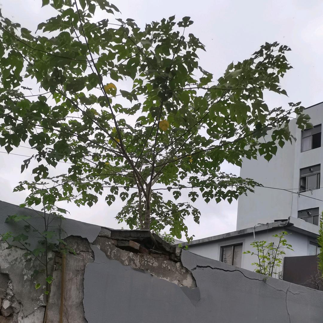 𝄞心宽ঞৣঁ路顺𝄞