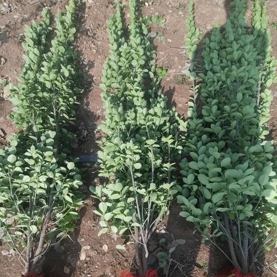 河南北海道黄杨绿篱（郏县）基地6870