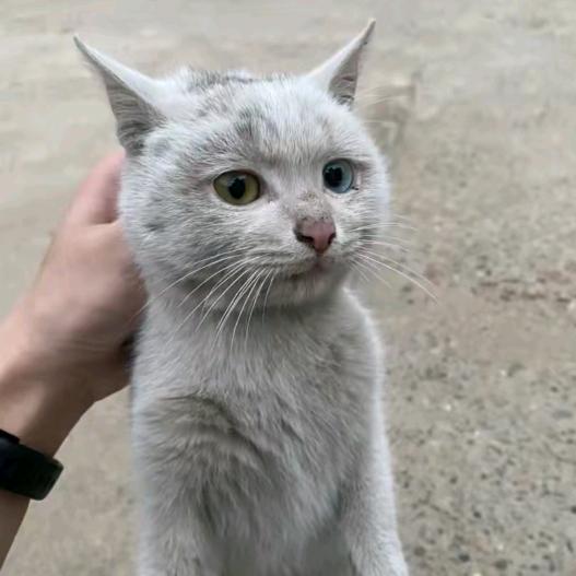 想见你