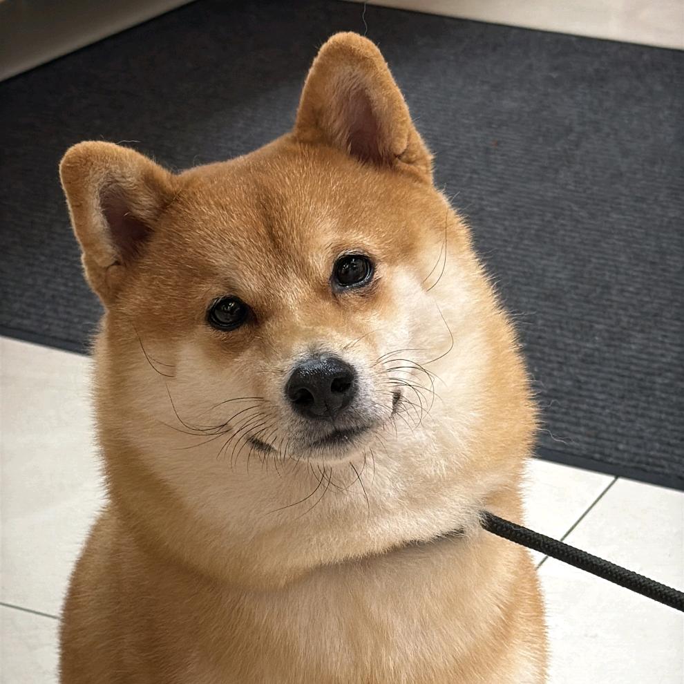 DJB伟神（三角洲行动）