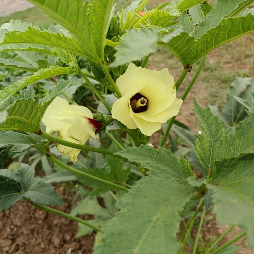 桂树花开自芬芳