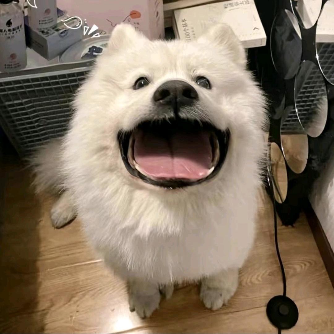 函子子子子