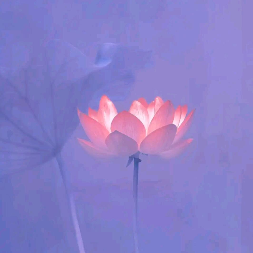 梨窝丽影(拒绝私聊)