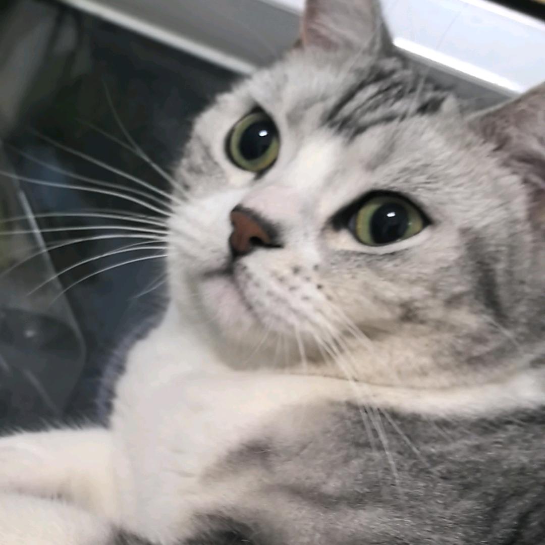 八月是只小起司