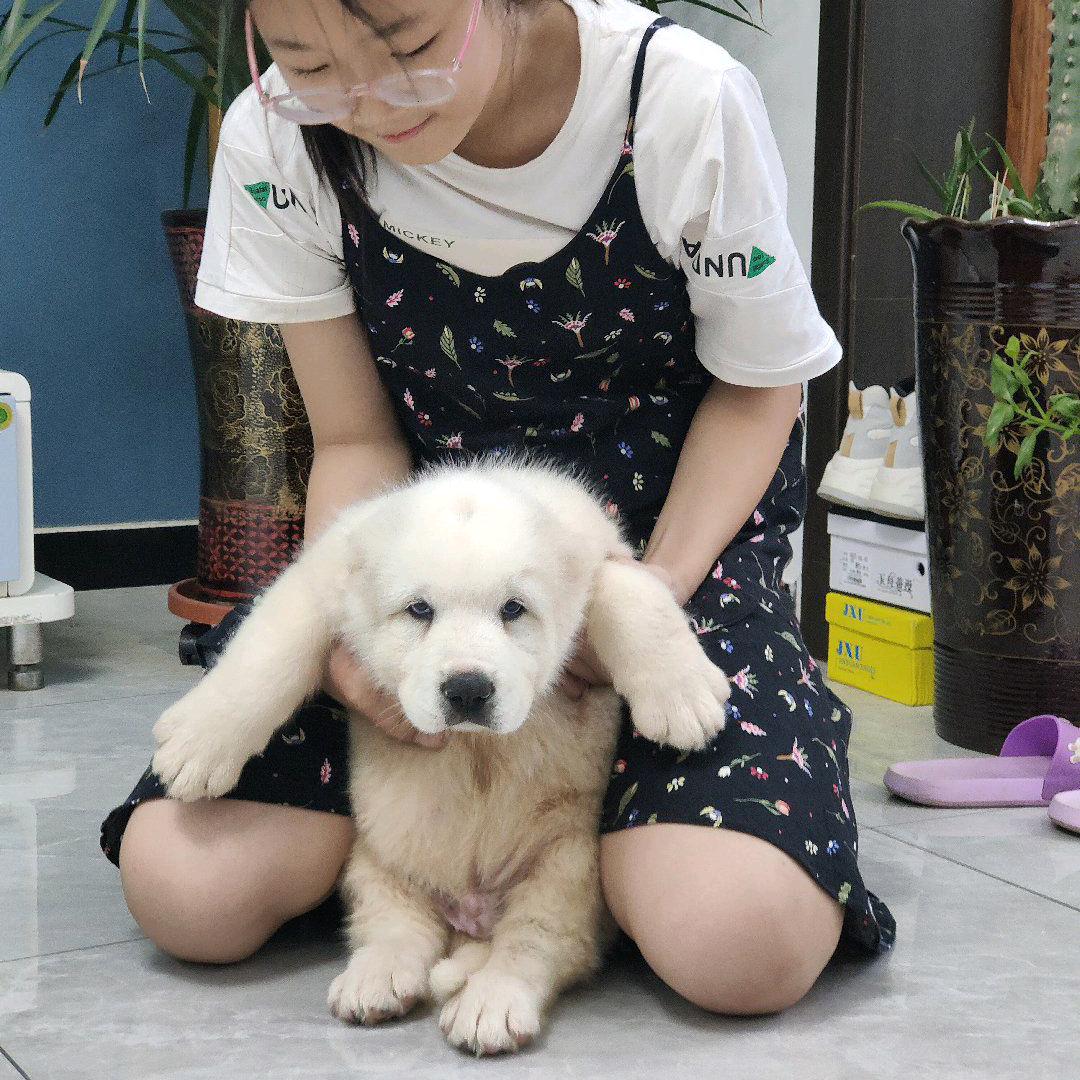 冀北中亚牧羊犬③号店